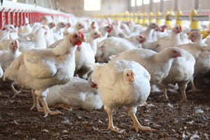 Avian Influenza Resources