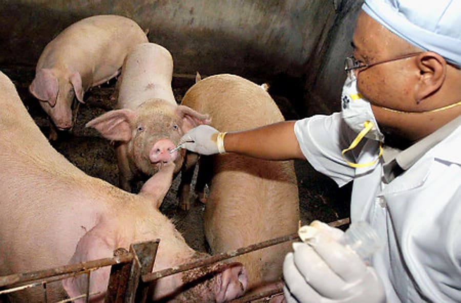 MRSA Colonization and Infection in Swine Veterinarians