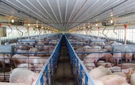 Occupational Hazards in Pork Production Associated with Production Practices
