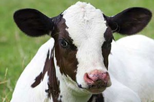 SPOTLIGHT: Rabid Calf on a Stearns County Farm