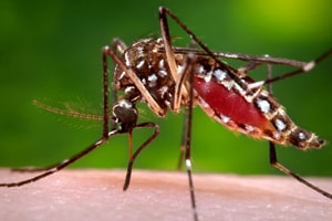 Zika Virus Resources