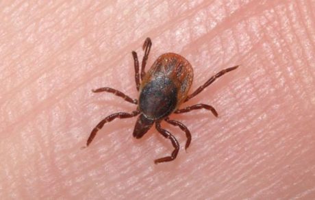 Tick-borne Disease Risk for Agricultural Workers and their Families in the Midwest