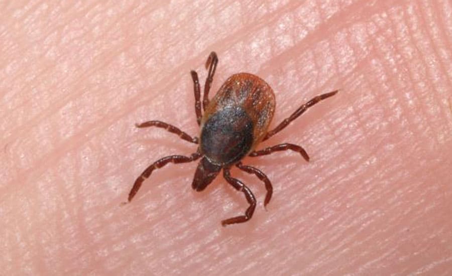 Project: Tick-borne Disease Risk for Agricultural Workers and their Families in the Midwest