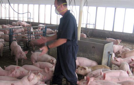 Longitudinal Study of Infectious Disease Risks at the Human-Swine Interface
