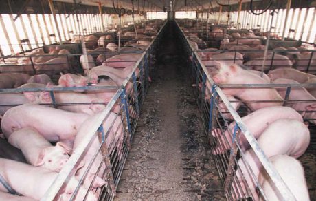 SPOTLIGHT: A Solution to the Silent but Deadly Farm Gases