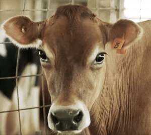 Cow -Stockmanship and Safe Animal Handling