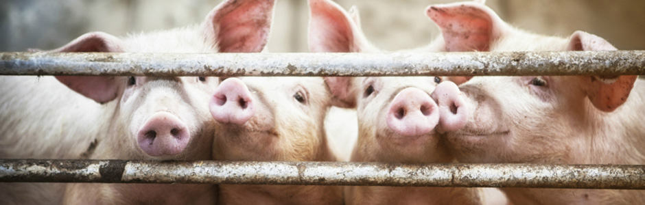 Swine Animal Handling