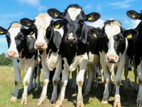 Animal Handling: Dairy