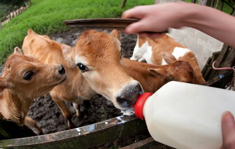 SPOTLIGHT: Caution with Calves: Stopping the Spread of Zoonotic Diseases