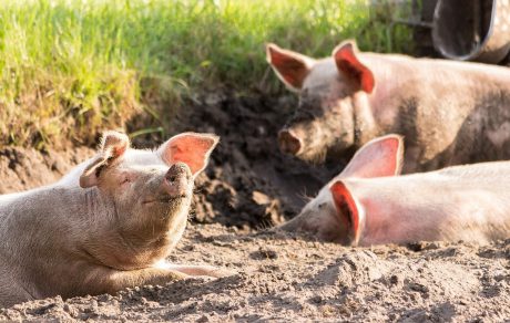 SPOTLIGHT: But Wait, There’s More – Training Guides and Videos for Swine Producers