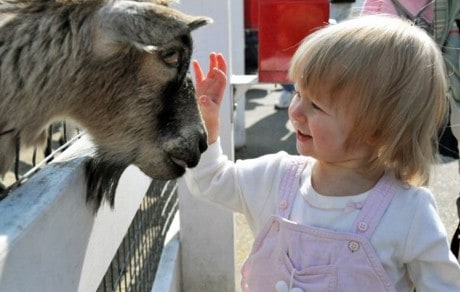 Pilot Project to Develop Healthy Fair and Petting Zoo Workshops in Minnesota