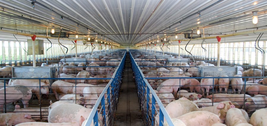 Occupational Hazards in Pork Production Associated with Production Practices