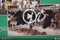 Cuidador del ganado lechero - Primera parte-image