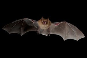 bat