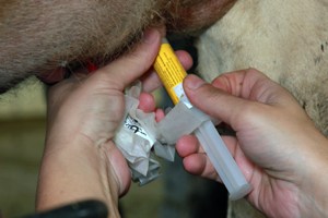 SPOTLIGHT: Needlestick Risks, An Interview with a Wisconsin Dairy Farmer