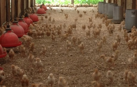 Worker Health and Safety of an Integrated Poultry and Cropping System