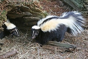 skunk