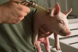 National Hog Farmer Encourages Needlestick Prevention