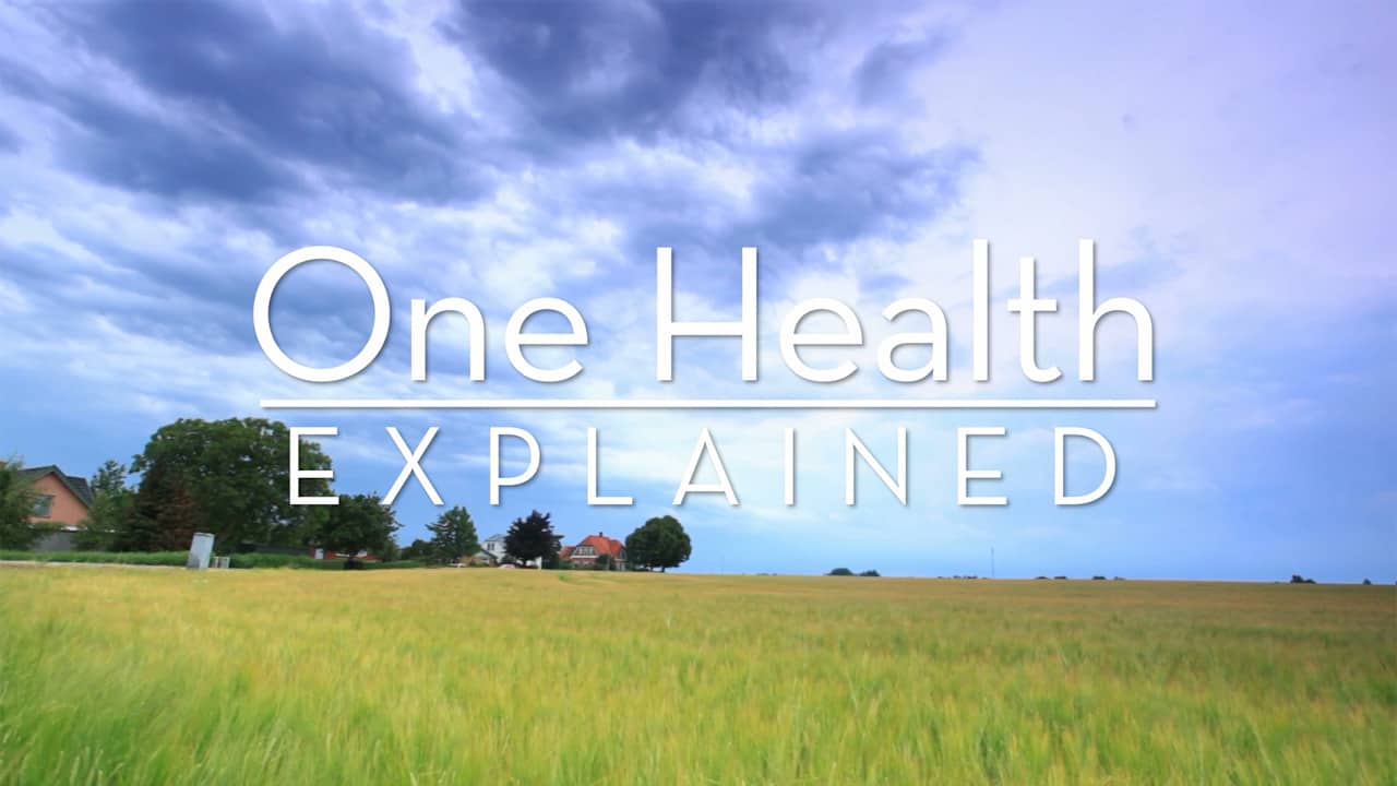 One Health Explained-image
