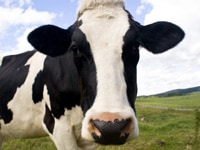 dairy cow - safe animal handling