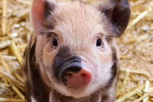 SPOTLIGHT: CDC Guidelines for Pigs and Fairs