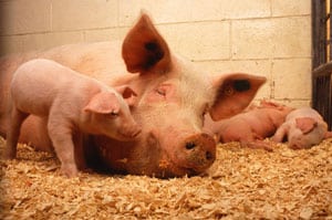 SPOTLIGHT: This Little (or Big) Piggy…Moving and Keeping Pigs and People Safe