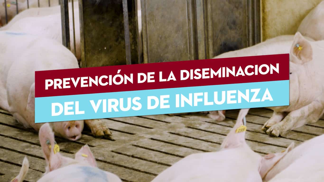 Protección de Cerdos y Personas contra la Gripe-image