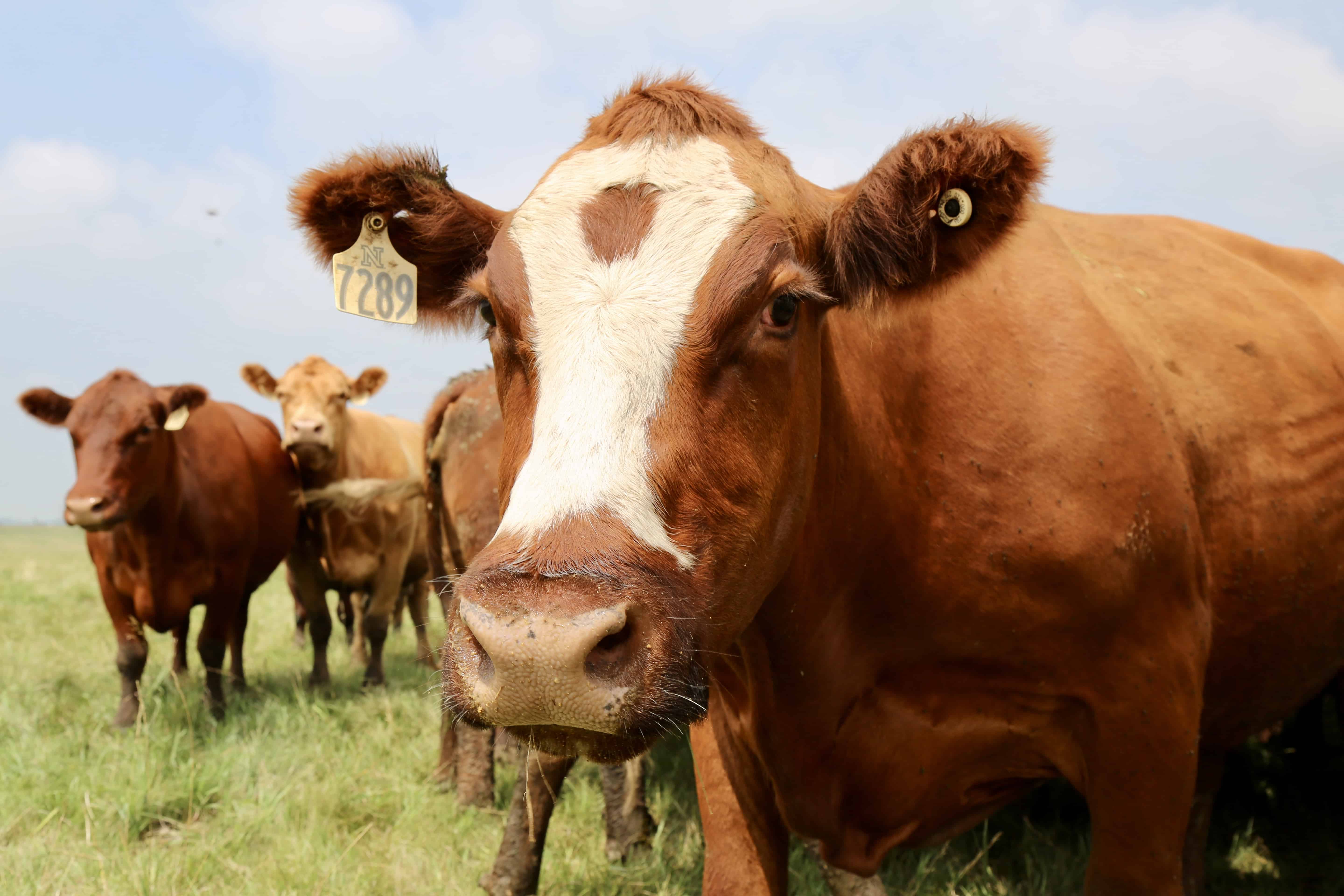 Animal Handling Training Guides: Dairy-image