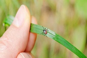 SPOTLIGHT: Precarious bugs to avoid this spring