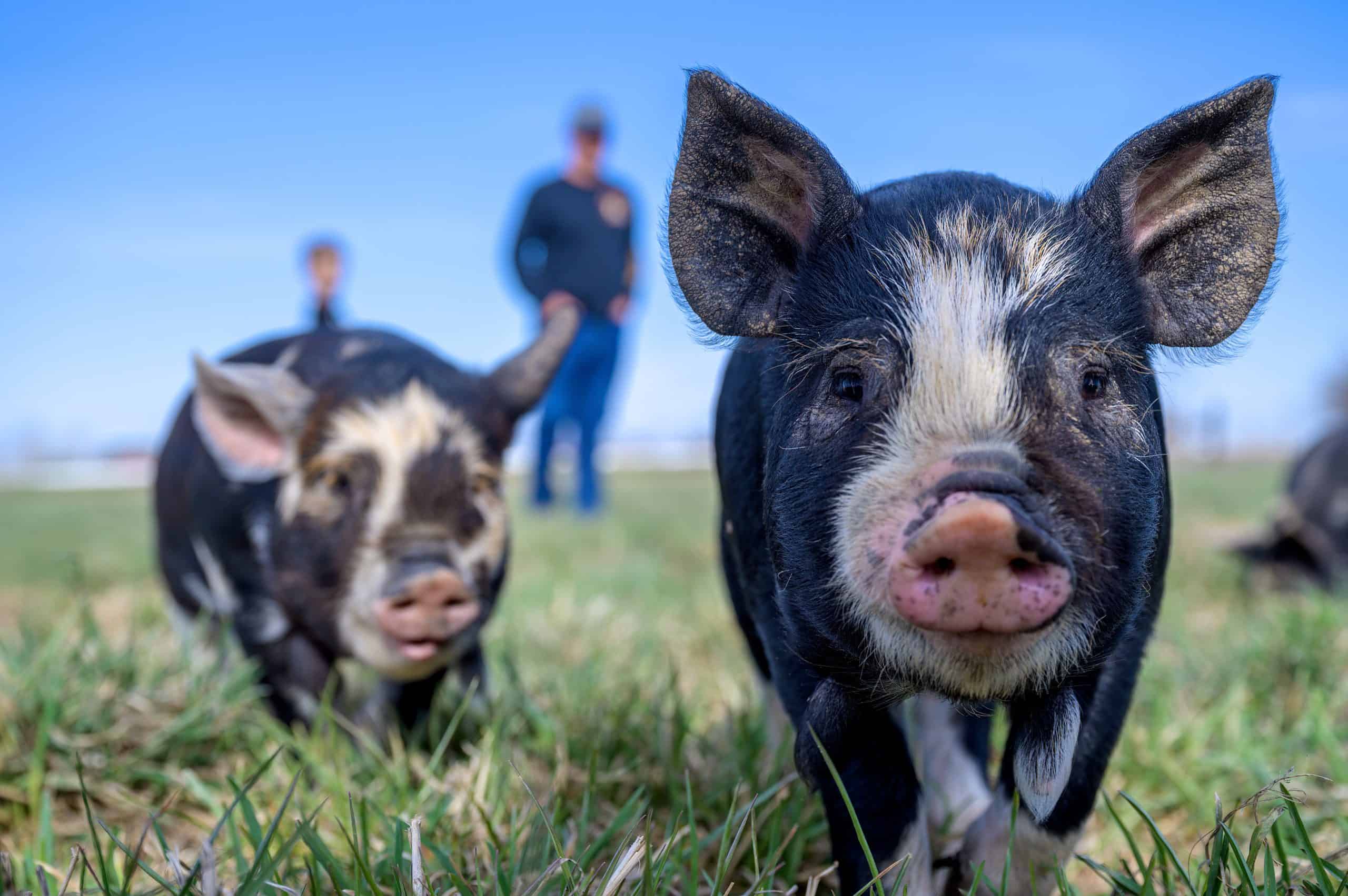 Animal Handling: Swine