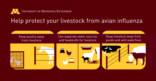 Help protect your livestock from avian influenza. Infographic Source: University of Minnesota Extension. 