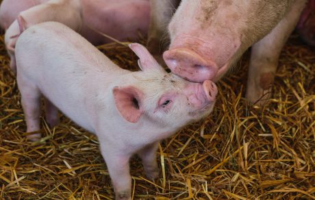 SPOTLIGHT: Stay Safe with Sows – Protect Yourself from Injury