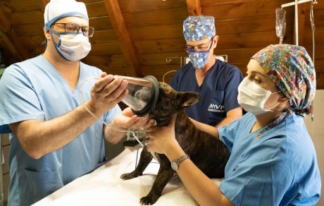 SPOTLIGHT: JAVMA Viewpoint: Psychological implications of humane endings on the veterinary profession
