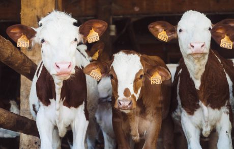 SPOTLIGHT: Concentrating on Calves: Prep for a Safe and Successful Spring