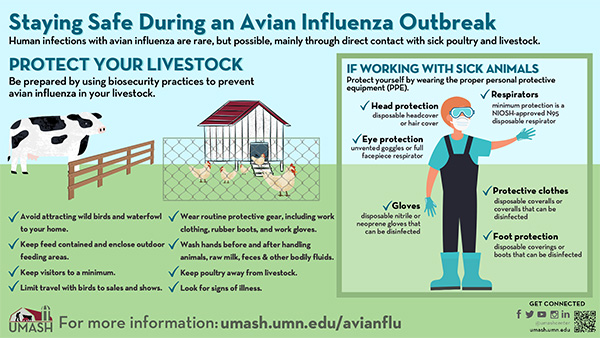 Staying Safe During Avian Influenza